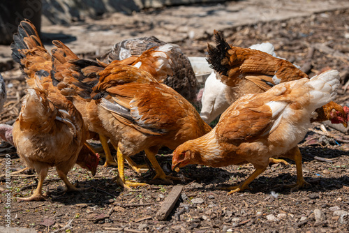 Fotografie A flock of domestic brown and white chickens crowd together to peck for food on