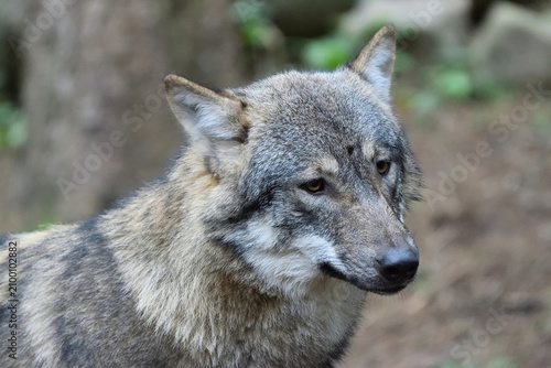 Expressive portrait of a gray wolf with an intense gaze. High-quality wildlife photograph featuring soft background and natural woodland atmosphere.