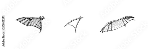 Bild auf Leinwand Hand-drawn scientific illustration of a fossilized pterodactyl wing, paleontology detail, vintage etching style, white background