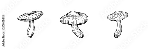 Canvastavla Reishi mushroom set with vintage ink sketch style featuring medicinal fungi, bot