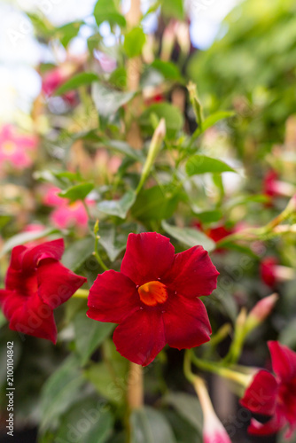 Close Up of Red Mandevilla Flower Blooming with Green Leaves in Garden