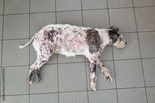 Quadro em tela A high angle full shot of a dog lying flat on a tiled floor suffering from sever