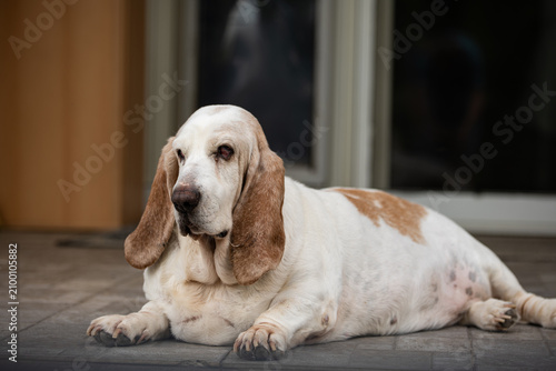 фотографія A close up shot of a Basset Hound dog with visible cherry eye and inflamed eyeli