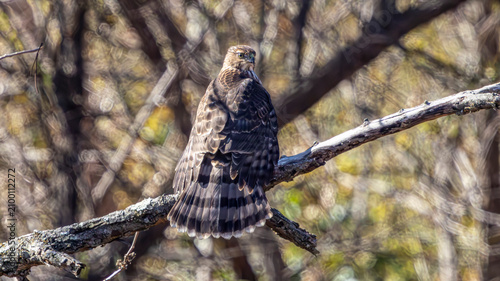 Konstfotografi Hawk perched with its barred tail fanned in woodland