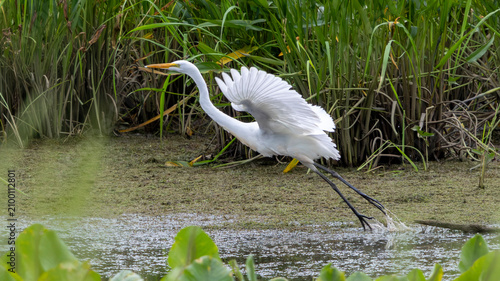 Принти на полотні Great egret feeding in shallow water with wings raised in marsh