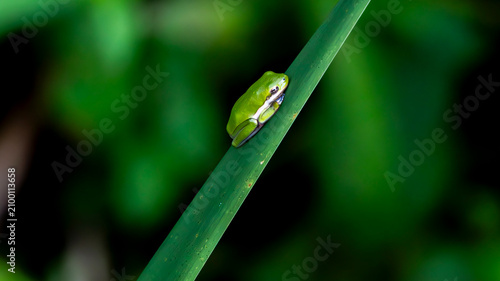 Fotografie Tree frog resting on a smooth green reed in wetland vegetation