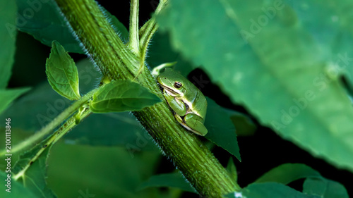 Bild auf Leinwand Tree frog clinging to a leafy plant stem in garden vegetation