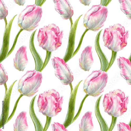 Watercolor illustration of seamless pattern with pink parrot tulip flowers isolated on white background.