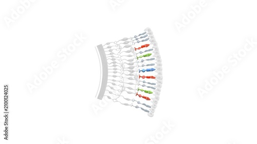 Human Retina Anatomy Cross Section with Photoreceptors Retinal Layers and Optic Nerve Medical 3D Illustration