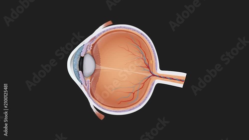 Human Eye Anatomy and Focusing Mechanism Animation Lens Accommodation, Retina Function, Light Refraction, Vision Science, Medical Education, 2D and 3D Visualization
