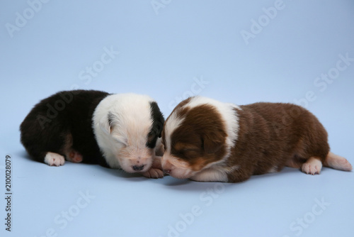 Foto Two newborn Australian Shepherd puppies (Aussie) lie side by side on a light backdrop