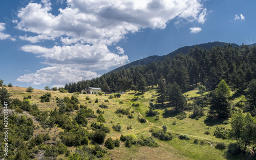 Lush Meadows and Peaceful Woods in Les Esposes Fir Forest, Catalonia