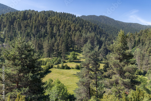 Explore the Beauty of Les Esposes Fir Forest in Cerdanya, Catalonia