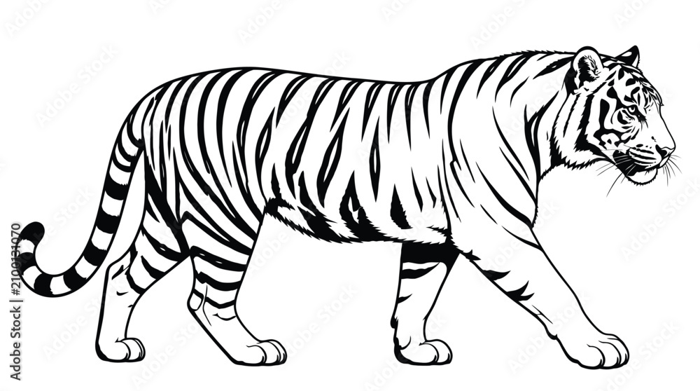 Fototapeta premium Tiger walking in profile view