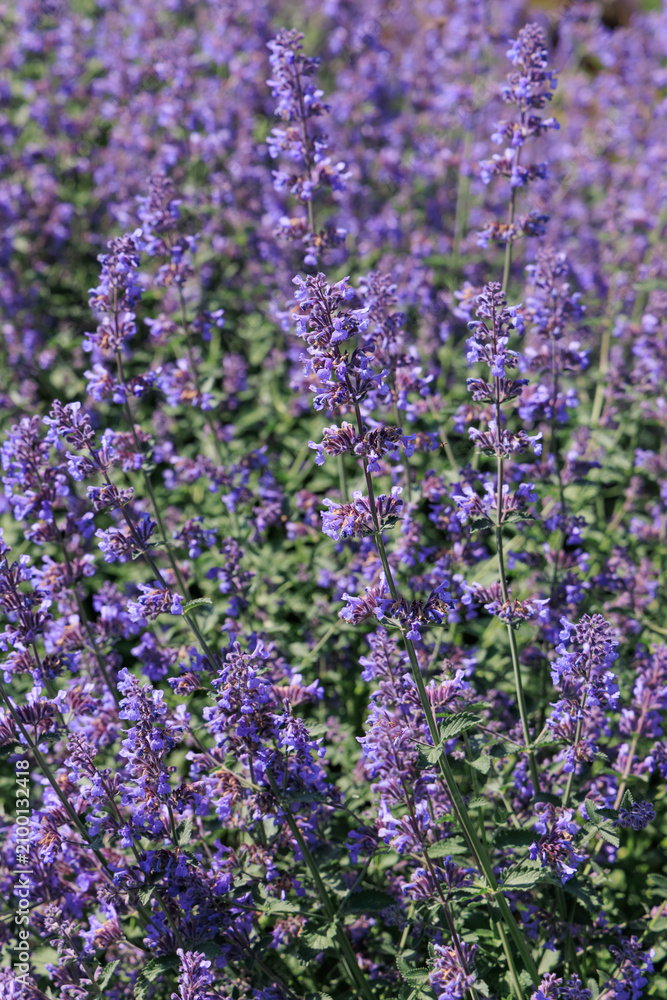 Obraz premium Flowering Nepeta dropmore plants in a garden during daytime in a sunny season