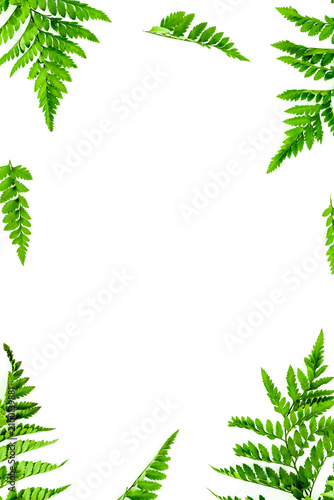 Spring background. Fresh green leaves frame on white background top view space for text