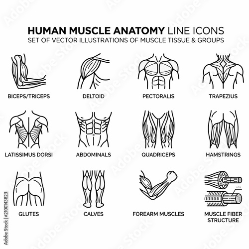Human muscle anatomy line icons set illustrating various muscle tissue and groups for educational purposes and fitness diagrams.