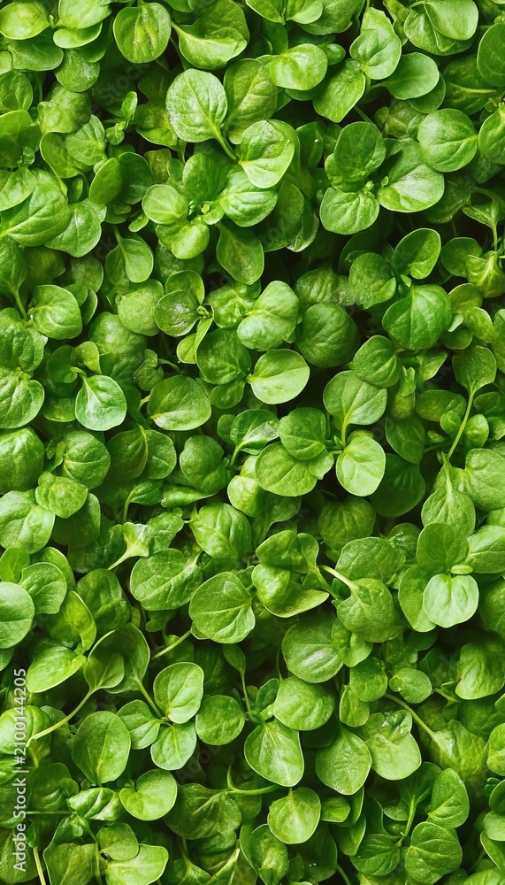 Obraz premium Stunning High Resolution Nature Background of Fresh Vibrant Mini Mixed Leafy Green Organic Leaves