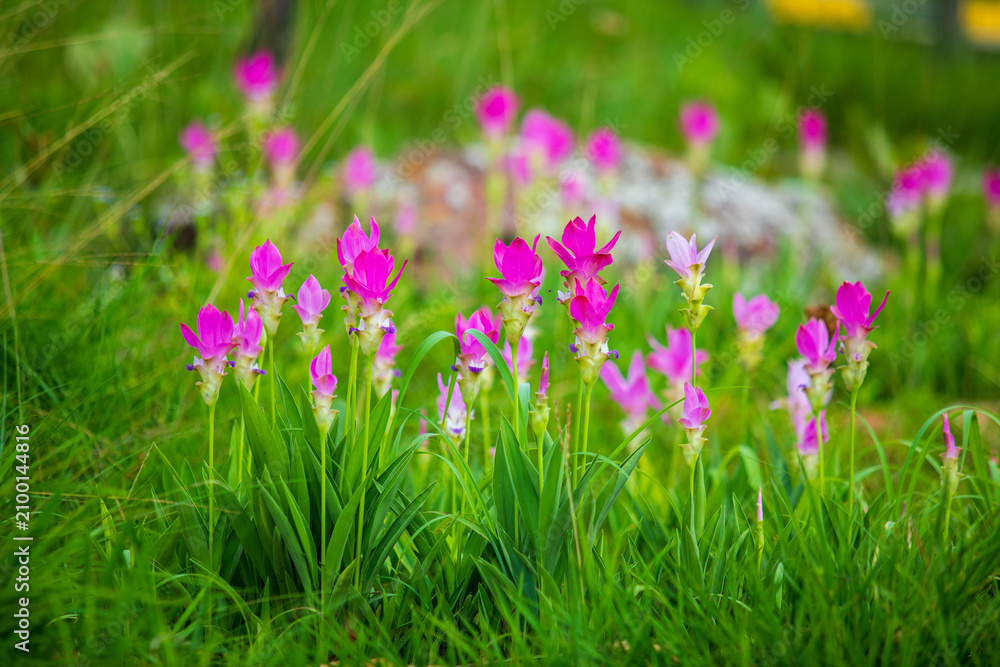 Obraz premium A field of vibrant pink or curcuma alismatifolia flowers blooming landscape photo in chaiyaphum thailand. Asia.