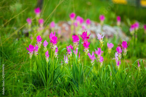 A field of vibrant pink or curcuma alismatifolia flowers blooming landscape photo in chaiyaphum thailand. Asia.