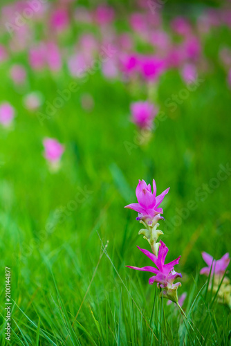 A field of vibrant pink or curcuma alismatifolia flowers blooming landscape photo in chaiyaphum thailand. Asia.