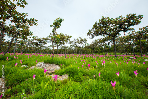 A field of vibrant pink or curcuma alismatifolia flowers blooming landscape photo in chaiyaphum thailand. Asia.