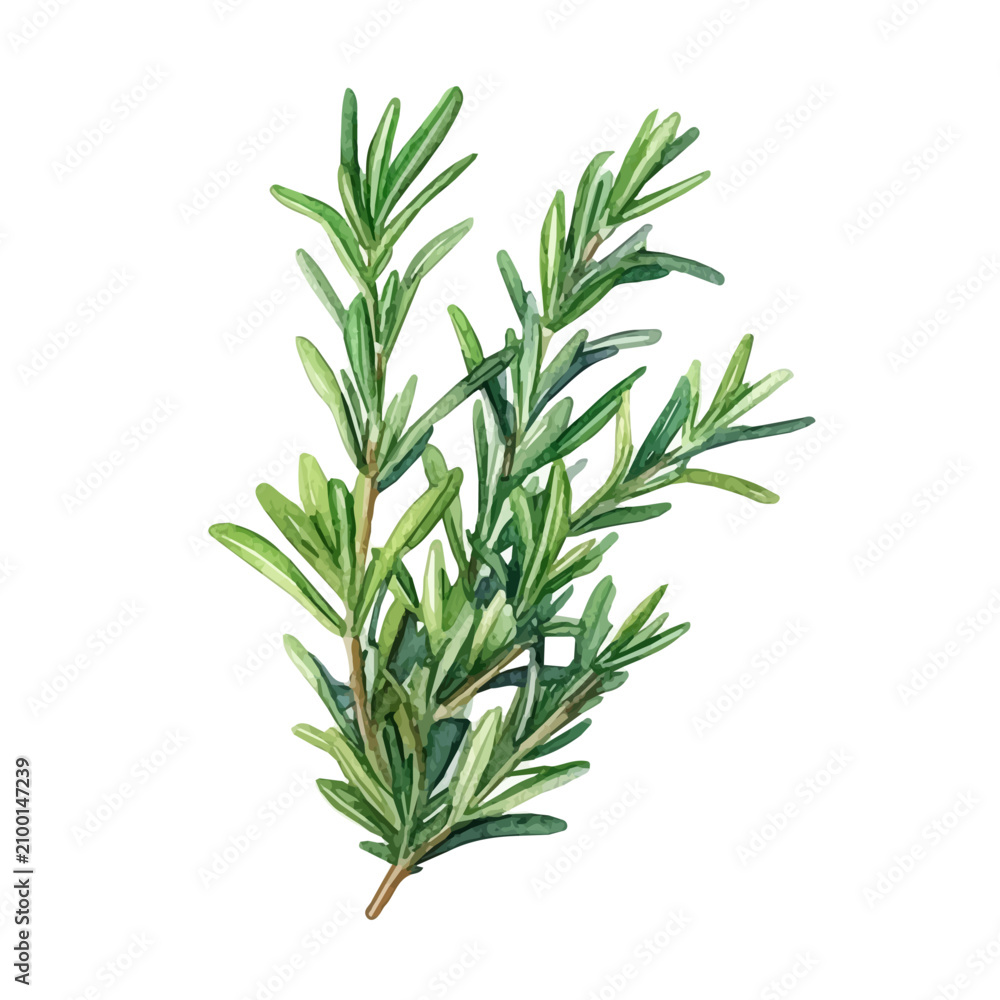 Obraz premium Rosemary, detailed watercolor clipart vector, isolated on a pure white background.