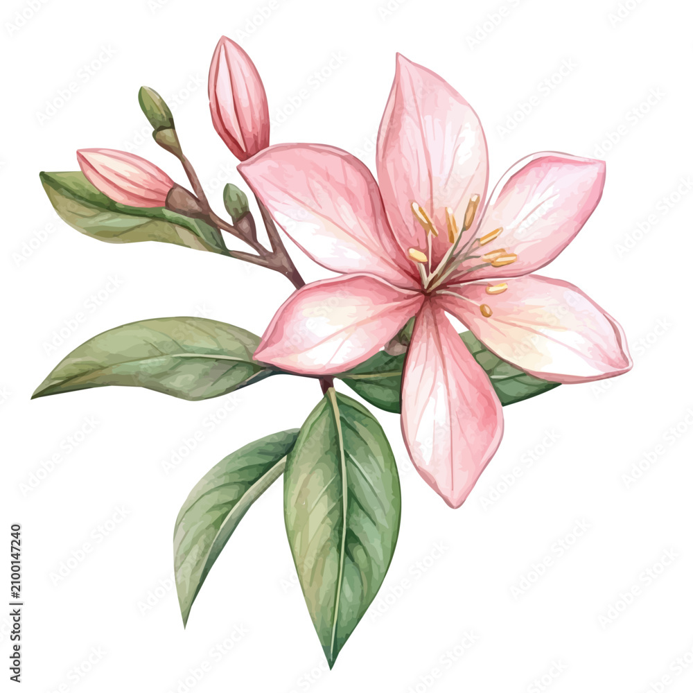 Fototapeta premium Watercolor vector illustration of Stock Flower, isolated on a white background.
