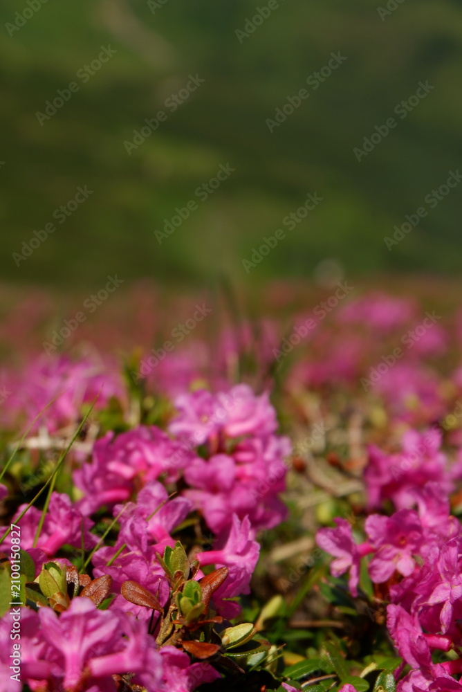 Obraz premium Beautiful soft-focus view of wild pink rhododendron flowers blooming in a meadow