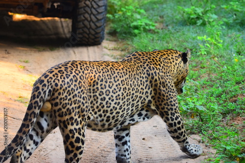 Bild auf Leinwand Giant Sri lankan leopard at last rays of evening sunset