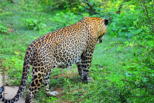 Foto Giant Sri lankan leopard at last rays of evening sunset