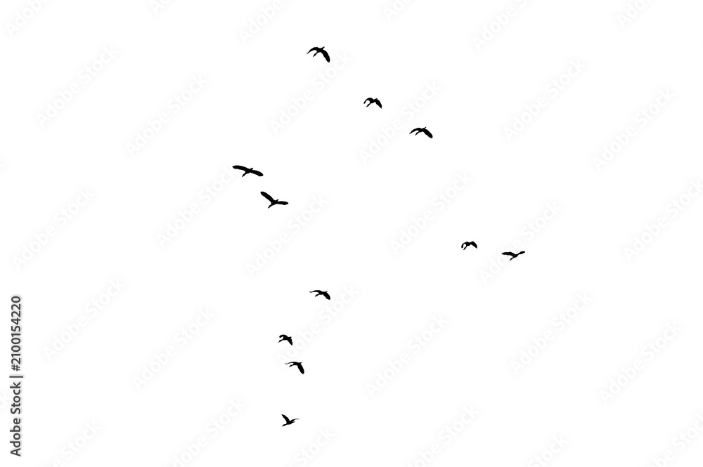 Naklejka premium Flock of Flying Wild Ducks Black Silhouette PNG Cutout on Transparent Background, Bird Design Element