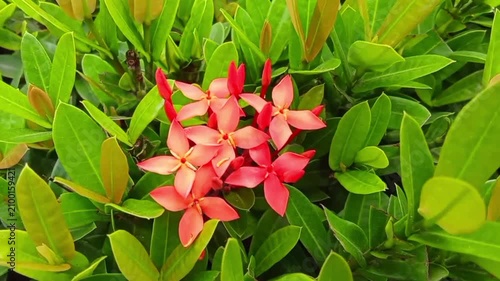 red flowers and green leaves