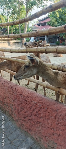Photography Close up of a deer at the zoo