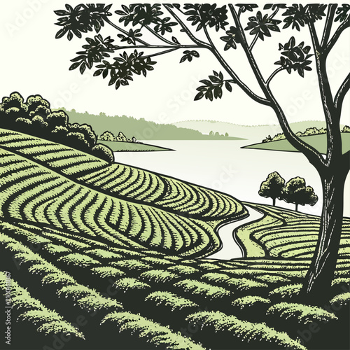 Obraz na płótnie Of a terraced tea plantation on a hillside with a winding path leading toward a