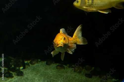 Golden Fish Swimming in Dark Aquarium Tank