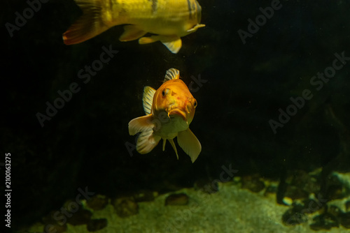 Orange Goldfish Swimming in a Dark Aquarium