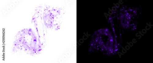 Obraz na płótnie Microscopic biological tissue sample, purple stained cellular structure on white
