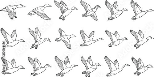 Foto Black and white of various birds perched on branches with detailed feathers orni