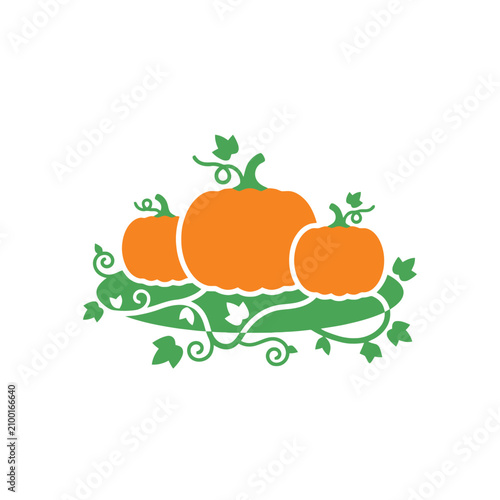 Tableau sur toile Three orange pumpkins with green leaves and vines, autumn harvest, seasonal deco