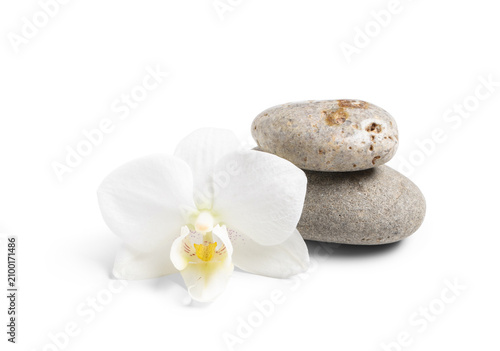 White orchid flower and sta...