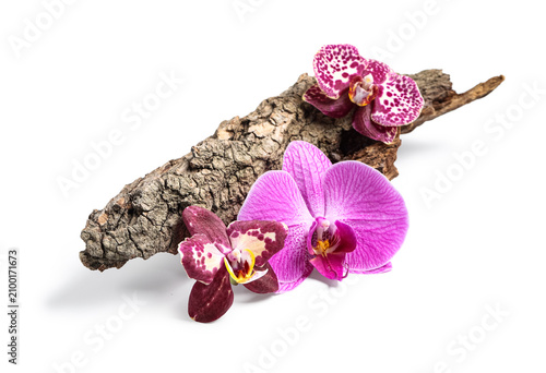 Three vibrant orchid flower...