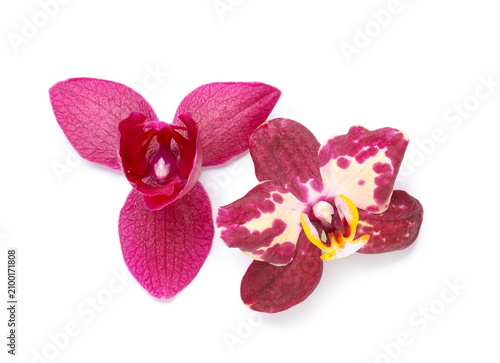 Two vibrant pink and spotte...