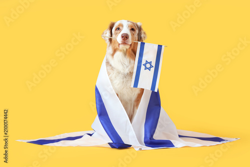 Fotografija Cute dog with flags of Israel on yellow background