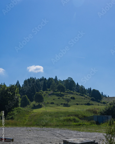 Green Hillside with Trees under Clear Blue Sky