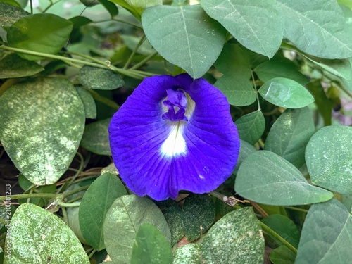 Cuadro en lienzo Vibrant Blue Butterfly Pea Flower Clitoria Ternatea with Green LeavesVibrant blue butterfly pea flowers (Clitoria ternatea) with green leaves