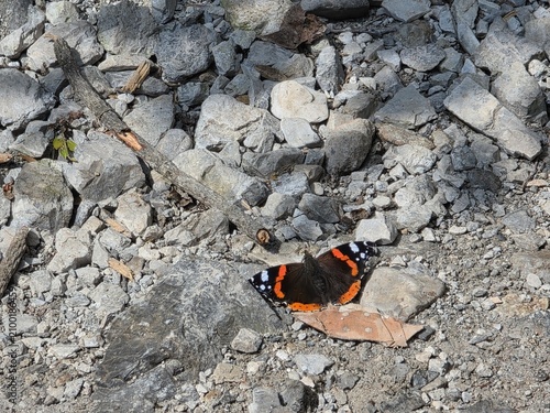 Photography red admiral butterfly