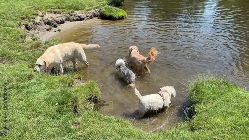 Dogs cooling off on a sunny day in a pond by the park. 