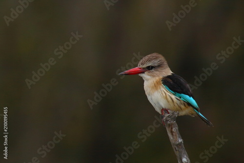 Εκτύπωση καμβά Braunkopfliest / Brown-hooded kingfisher / Halcyon albiventris