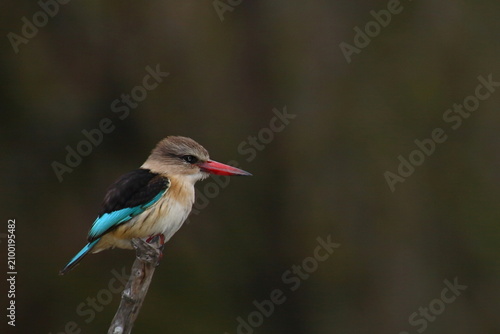Obraz na plátne Braunkopfliest / Brown-hooded kingfisher / Halcyon albiventris